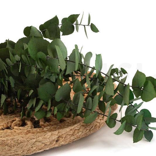 Eucalyptus Stuartiana Preservé Vert