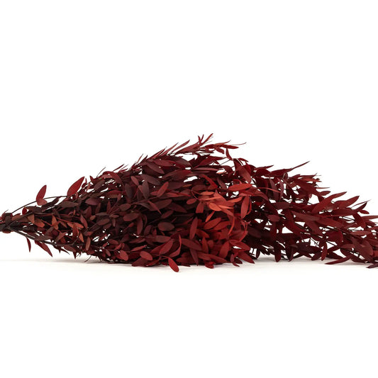 Eucalyptus Parvifolia Stabilisé Rouge