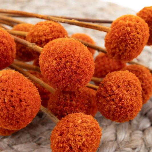 Craspedia Stabilisé Orange