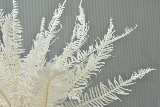Fougère des montagnes Stabilisée Naturelle