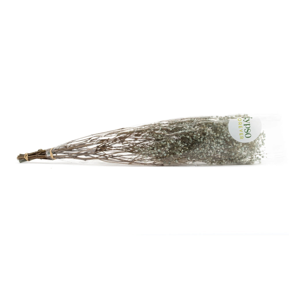 Gypsophile Stabilisé Bleu/beige Pastel