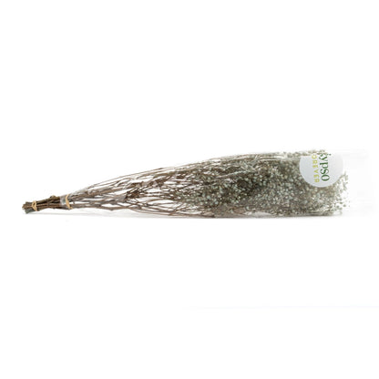 Gypsophile Stabilisé Bleu/beige Pastel