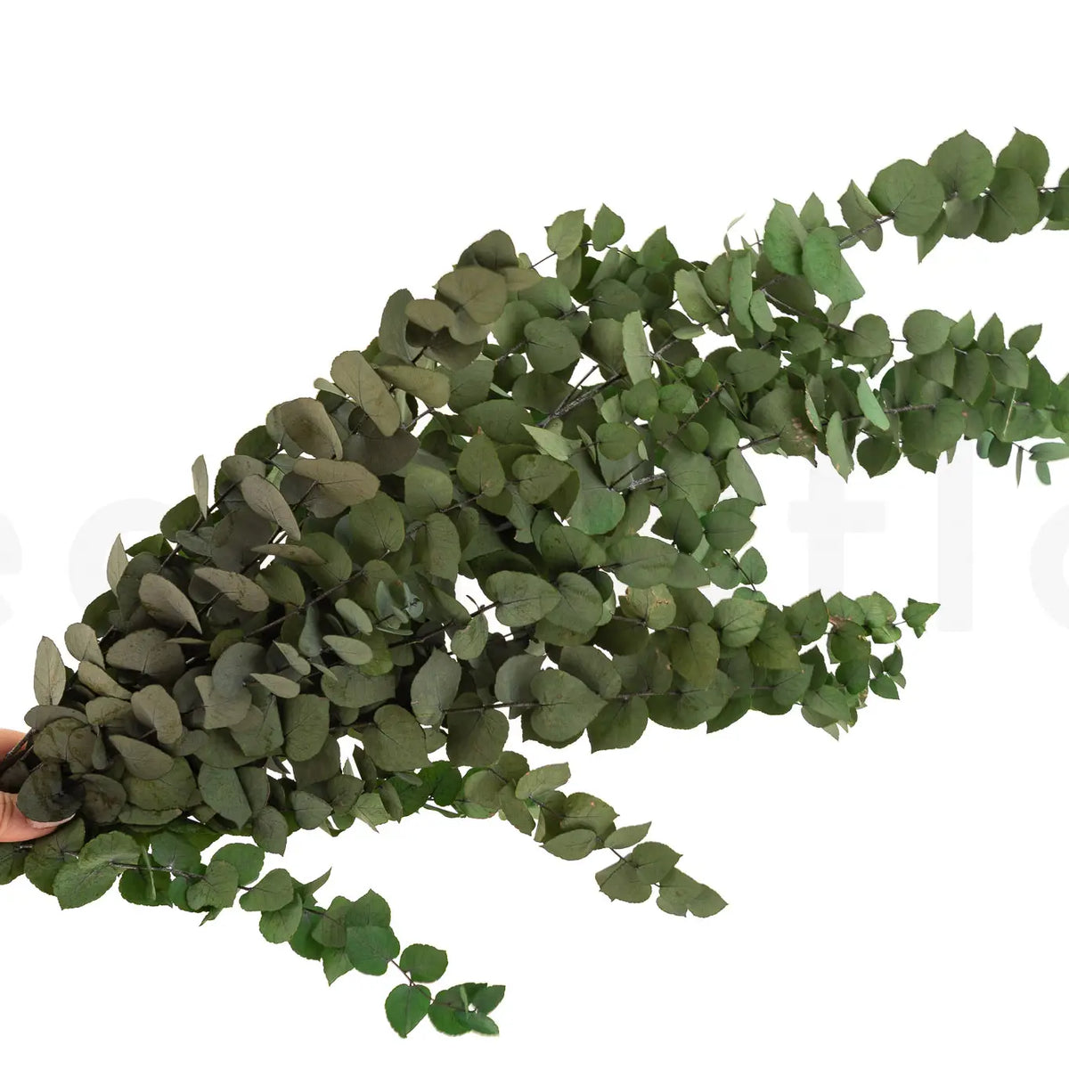 Eucalyptus Stuartiana Preservé Vert