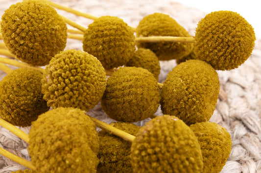 Craspedia Stabilisé Jaune Miel