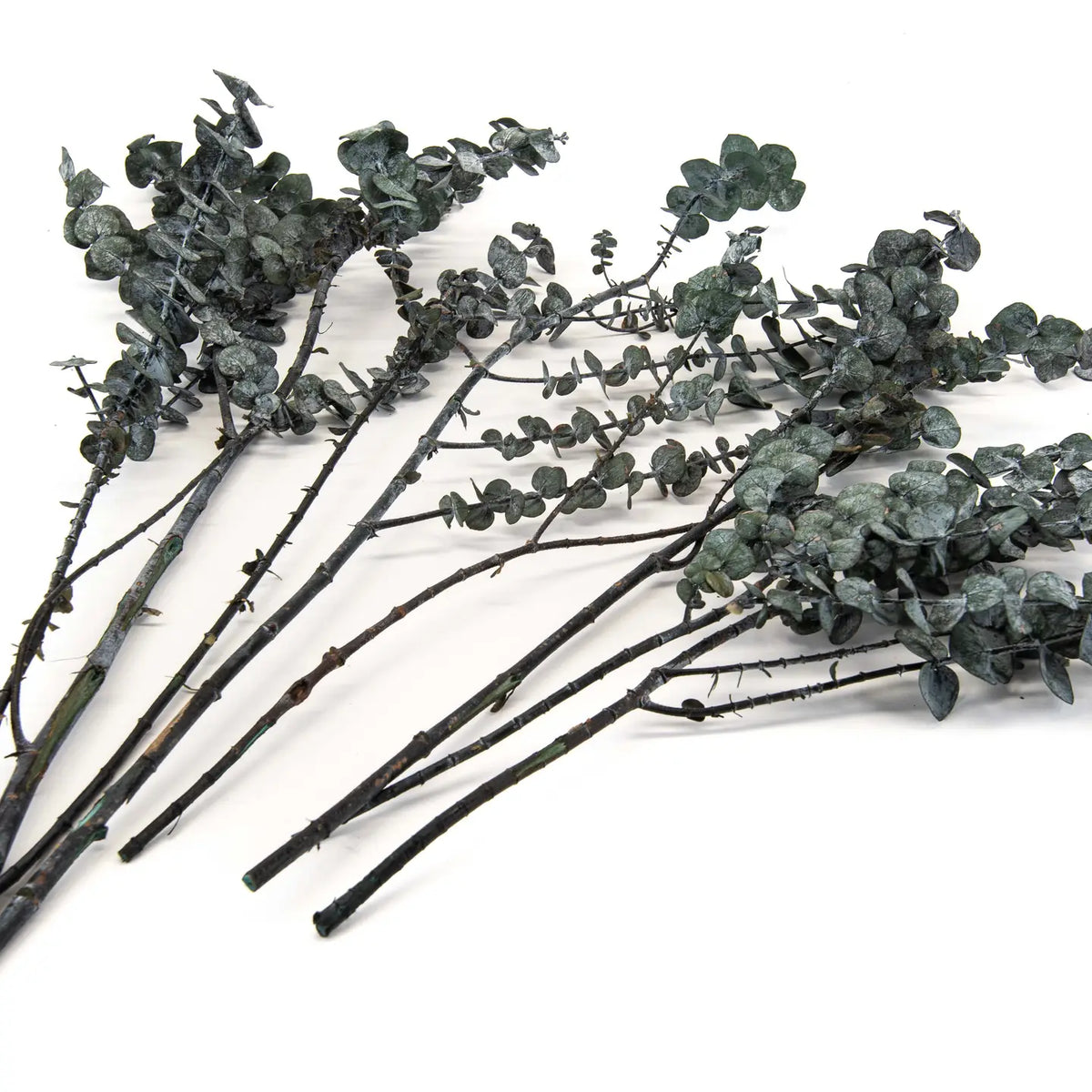 Eucalyptus Baby-Blue Stabilisé Vert