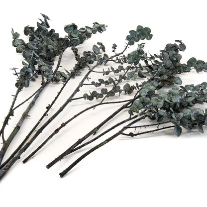 Eucalyptus Baby-Blue Stabilisé Vert