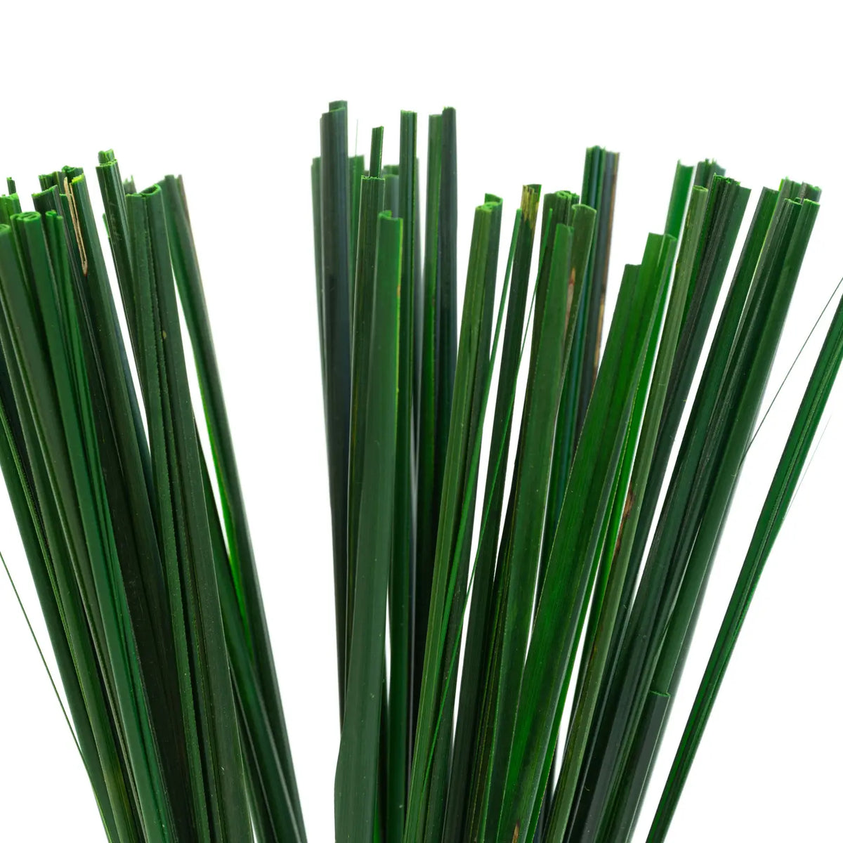 Gynerium Vert Stabilisé Naturel