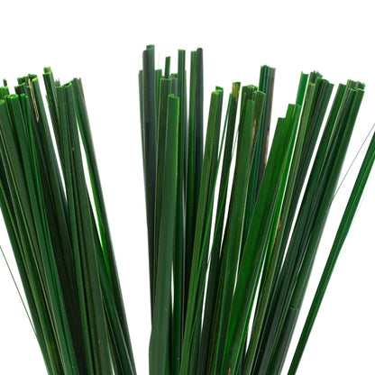 Gynerium Vert Stabilisé Naturel