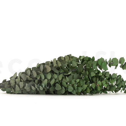 Eucalyptus Stuartiana Preservé Vert