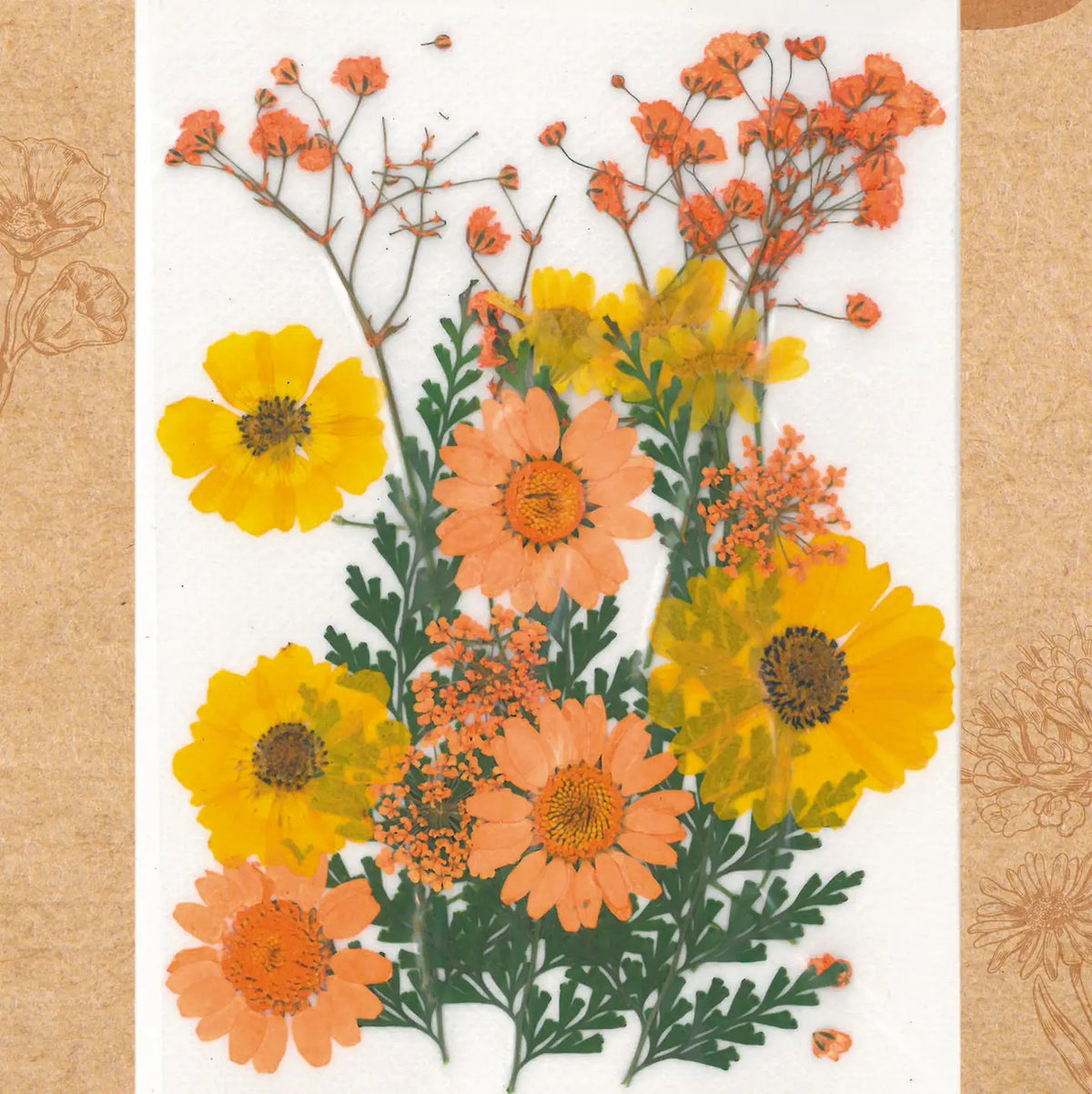 Fleurs de prairie naturelles pressées Jaune