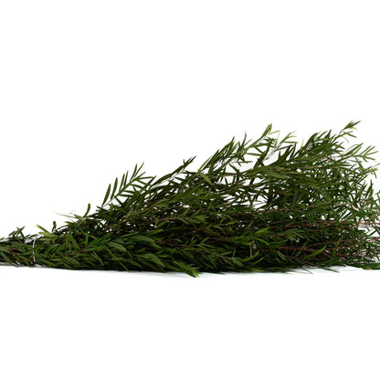 Lepto Longifolia Stabilisé Feuillage Naturel