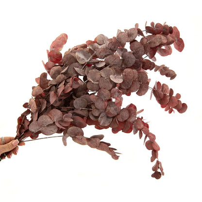 Eucalyptus Cinerea Préservé Rouge