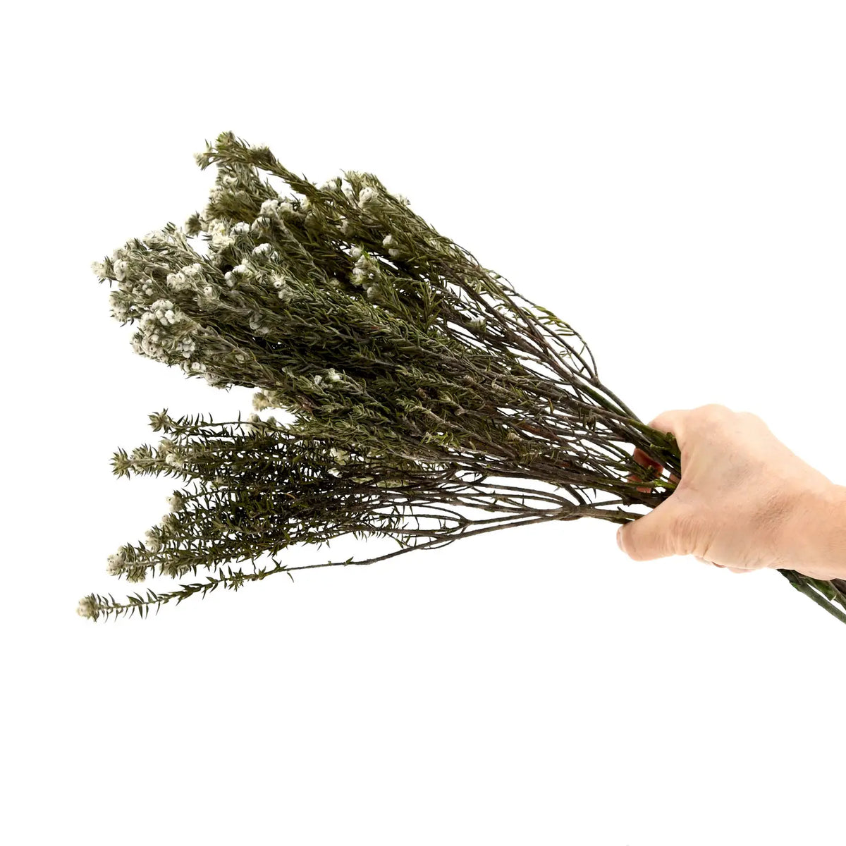 Coton Phylica Naturel Stabilisé