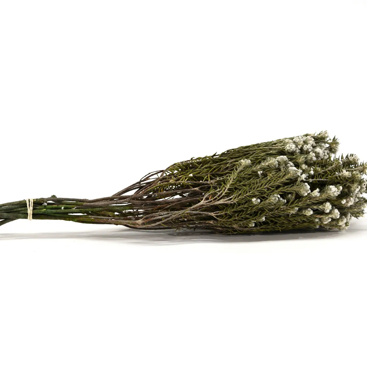 Coton Phylica Naturel Stabilisé