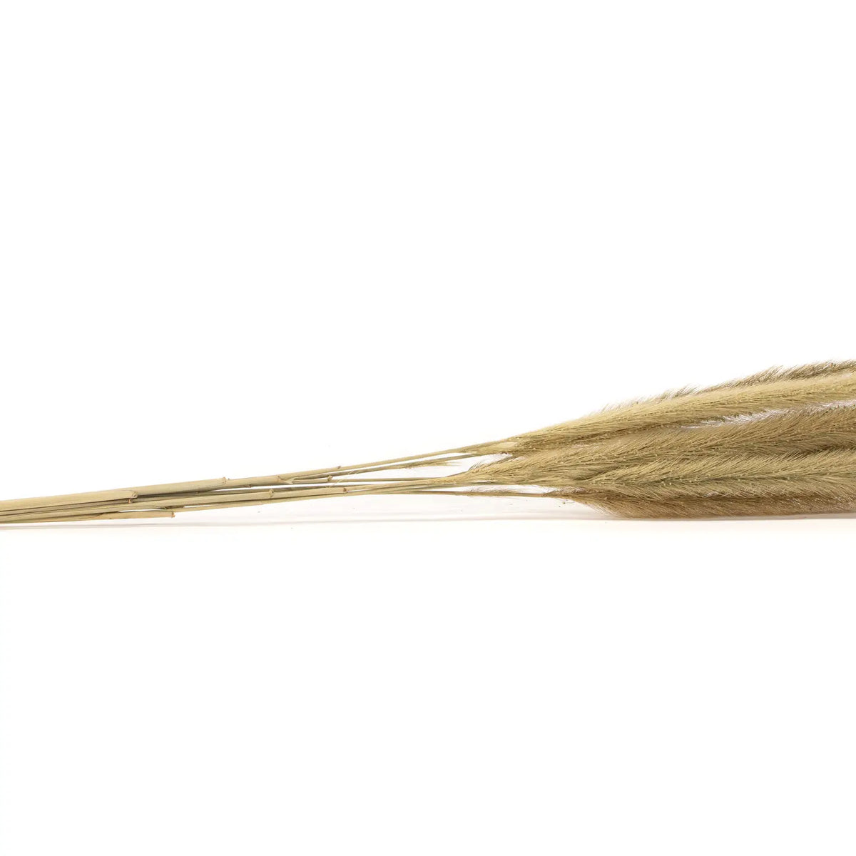 Monkey Tail Naturel Séché