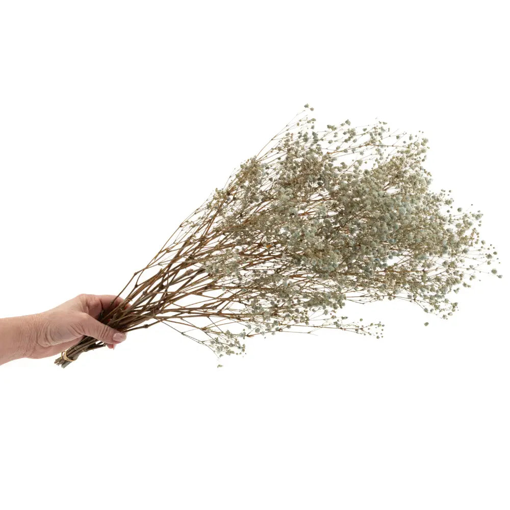 Gypsophile Stabilisé Bleu/beige Pastel