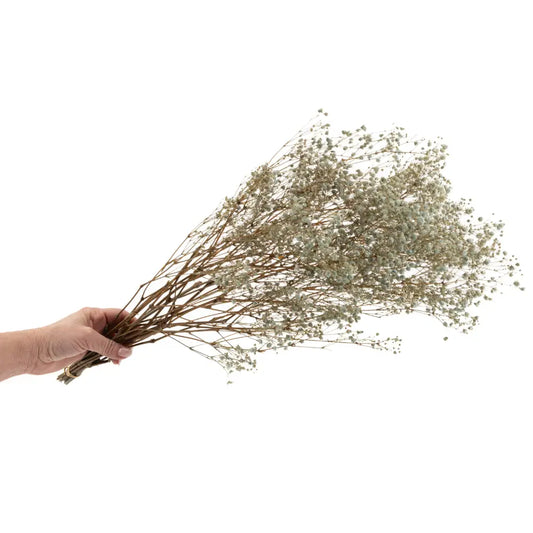Gypsophile Stabilisé Bleu/beige Pastel