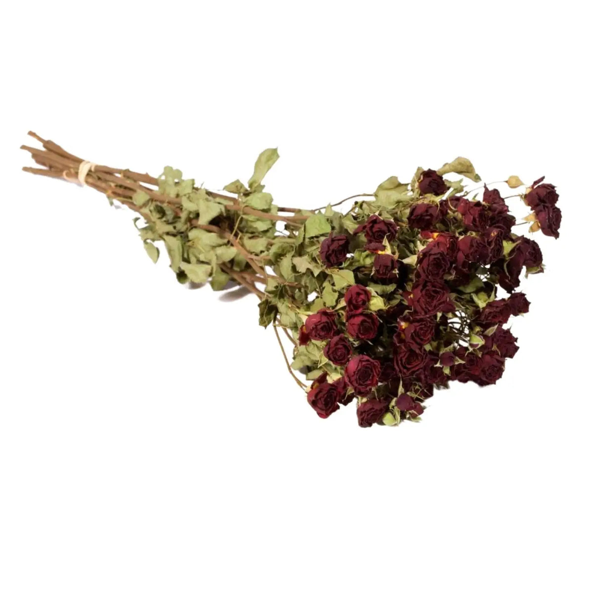 Bouquet de roses branchues séchées  Rouge naturel
