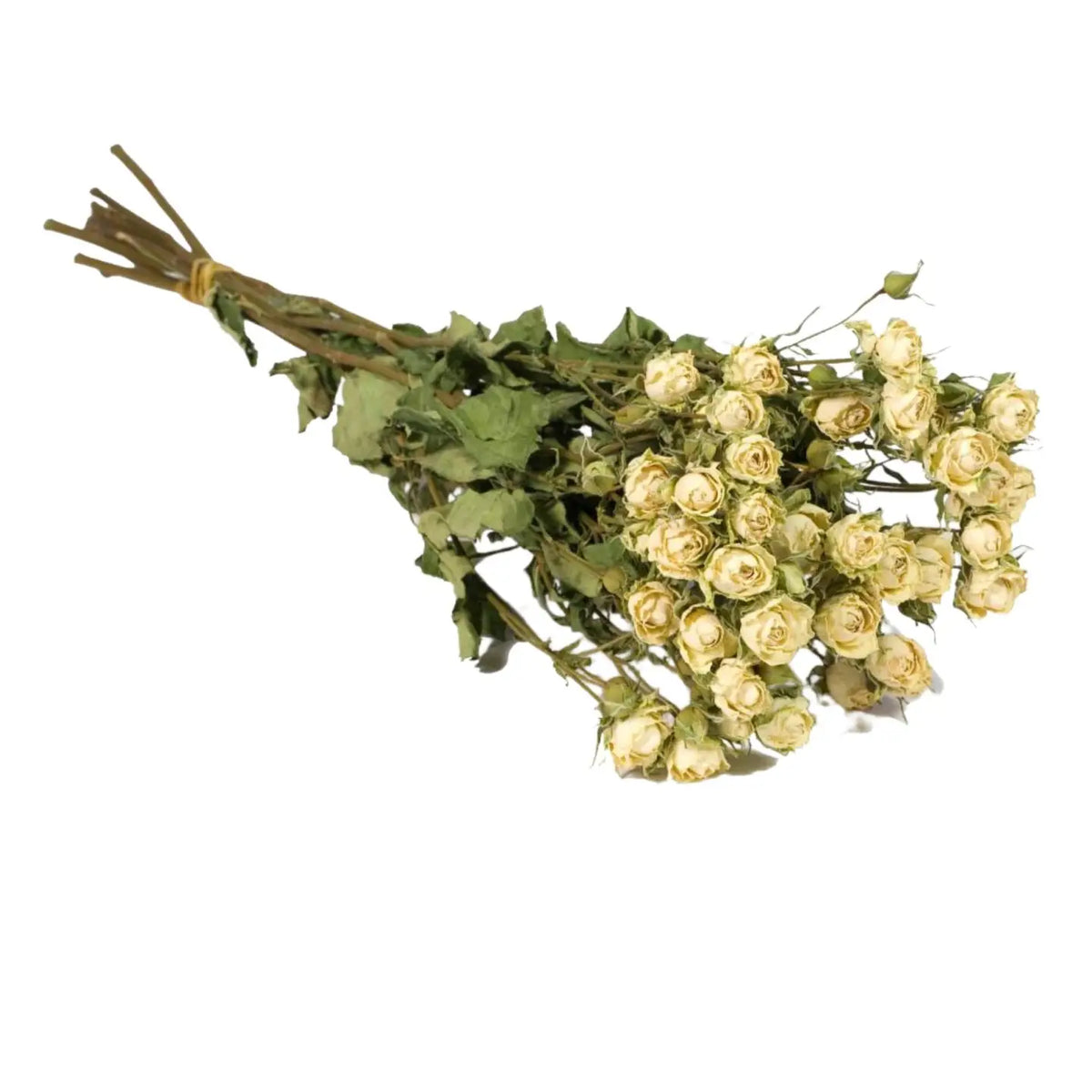 Bouquet de roses branchues séchées Blanc naturel