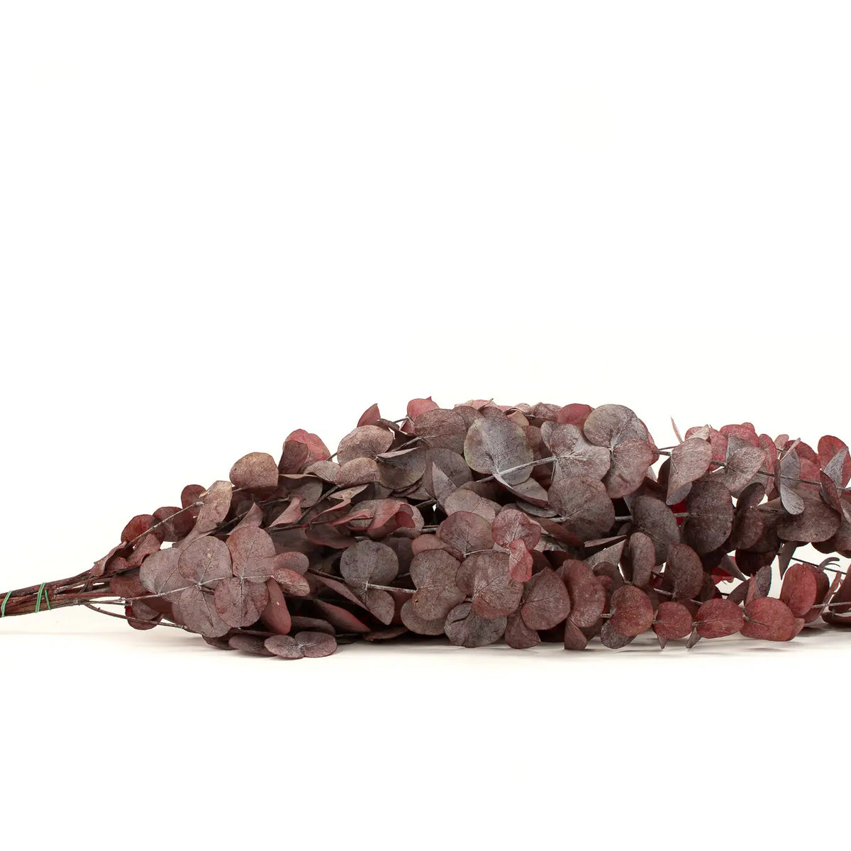 Eucalyptus Cinerea Préservé Rouge