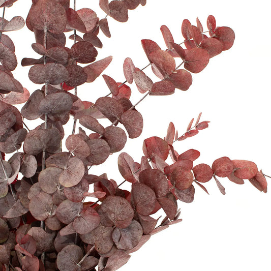 Eucalyptus Cinerea Préservé Rouge