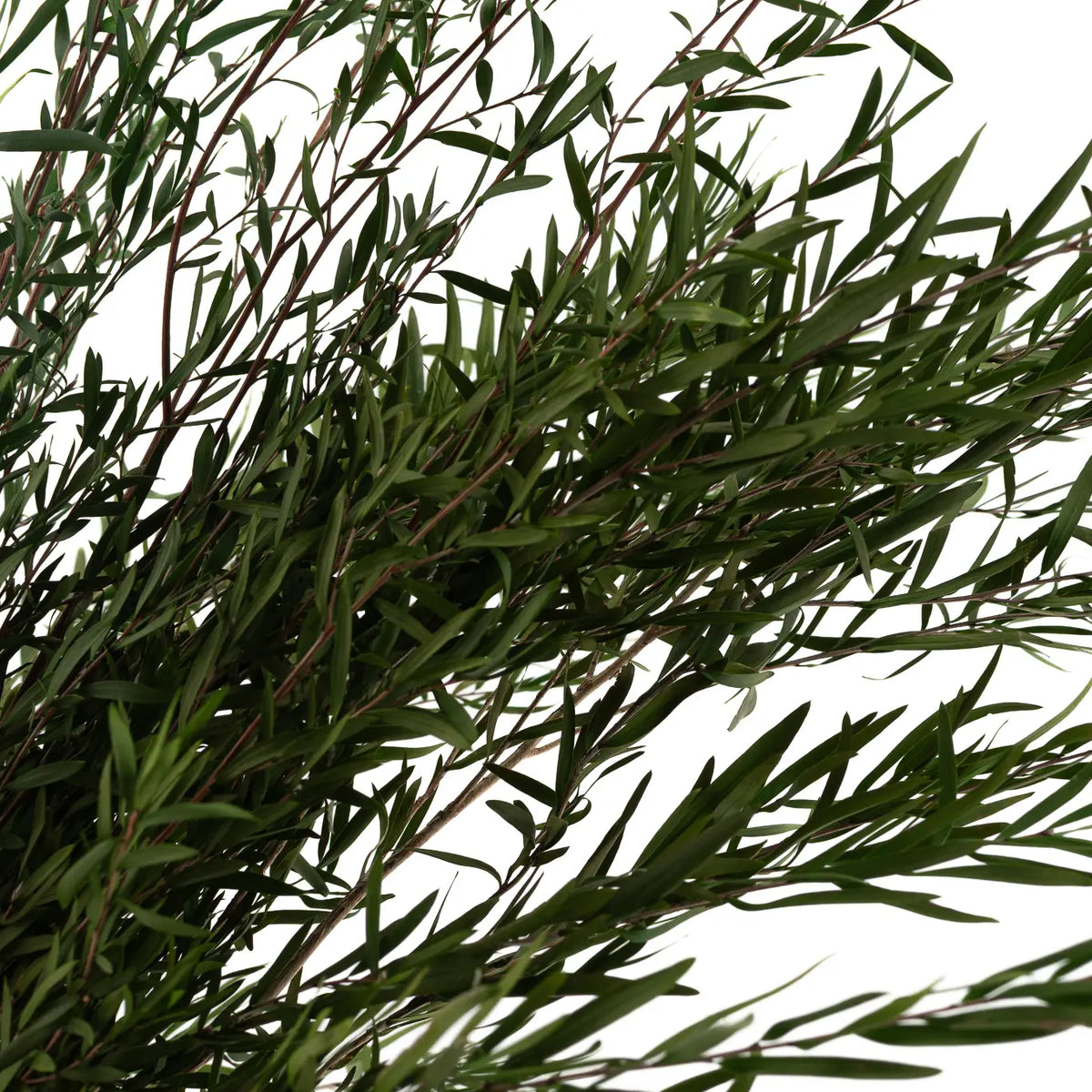 Lepto Longifolia Stabilisé Feuillage Naturel
