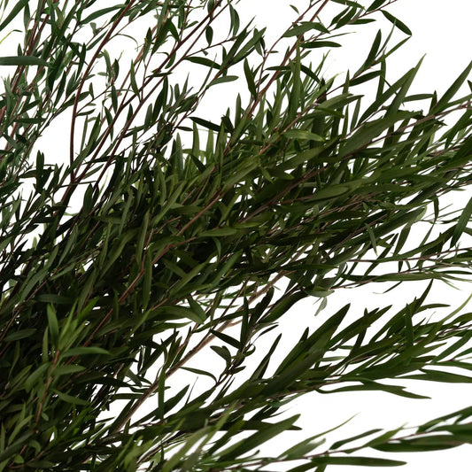 Lepto Longifolia Stabilisé Feuillage Naturel