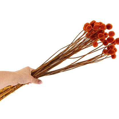 Craspedia Stabilisé Orange