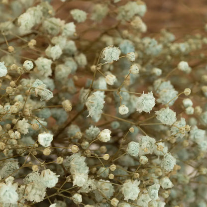 Gypsophile Stabilisé Bleu/beige Pastel