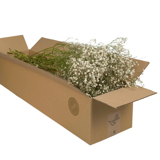 Bouquet de gypsophile séché Blanc