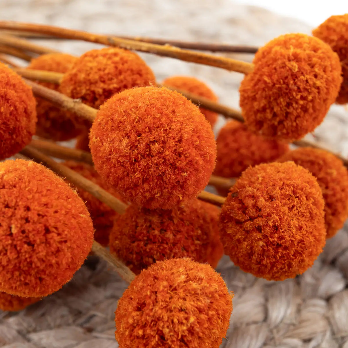 Craspedia Stabilisé Orange