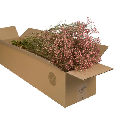 Bouquet de gypsophile séché Rose