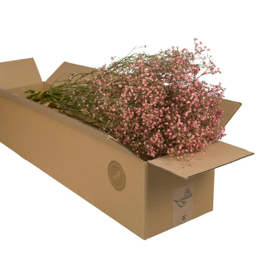 Bouquet de gypsophile séché Rose
