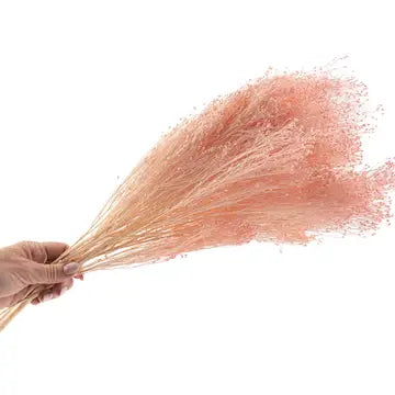 Broom Naturel stabilisé - Rose pastel