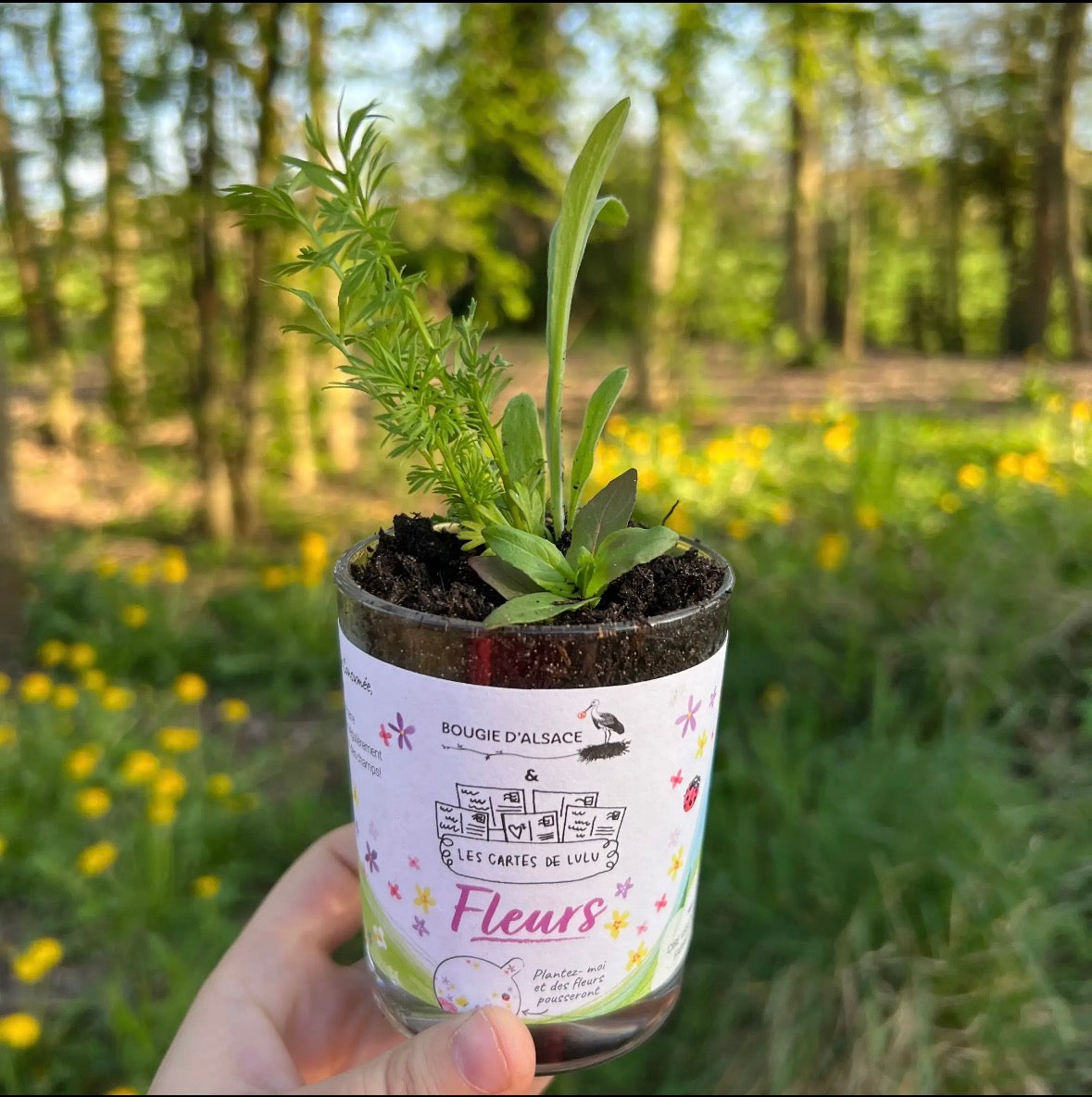 Bougies à planter avec graines de fleurs