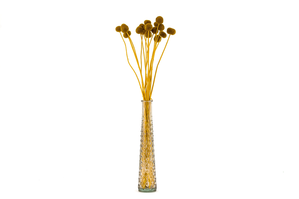 Craspedia Stabilisé Jaune Miel