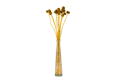 Craspedia Stabilisé Jaune Miel