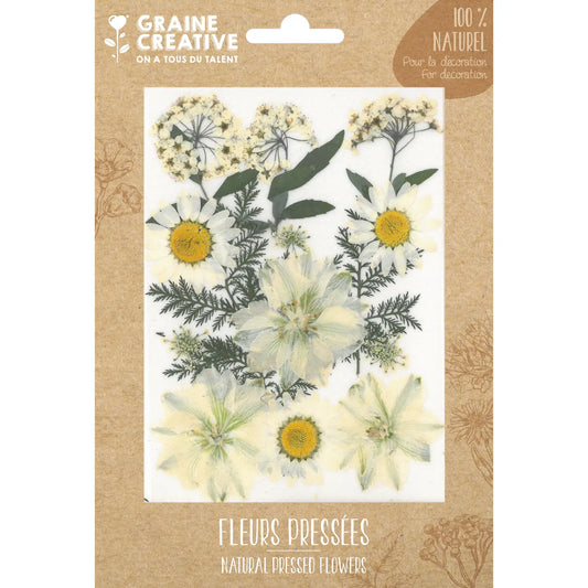 Fleurs de prairie naturelles pressées Blanc