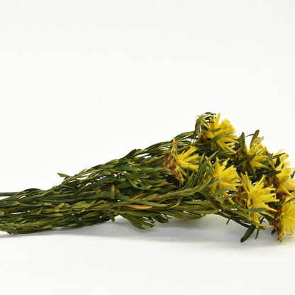 Plumosum Stabilisé Jaune