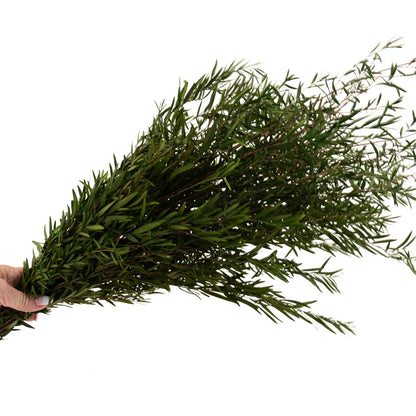 Lepto Longifolia Stabilisé Feuillage Naturel