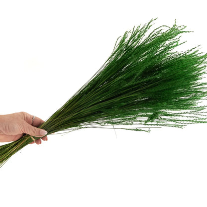 Fine Grass Séchée verte