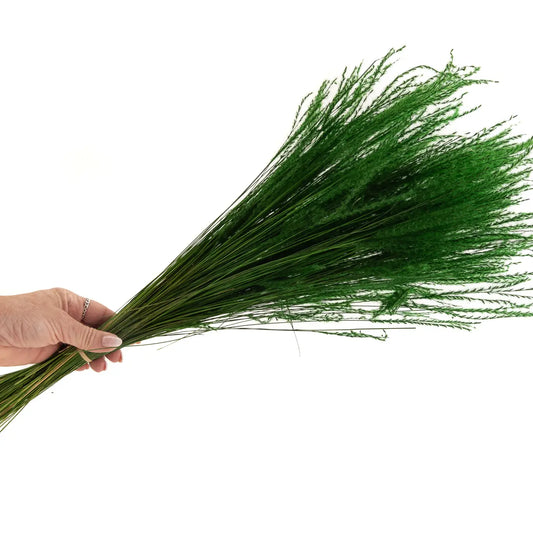 Fine Grass Séchée verte