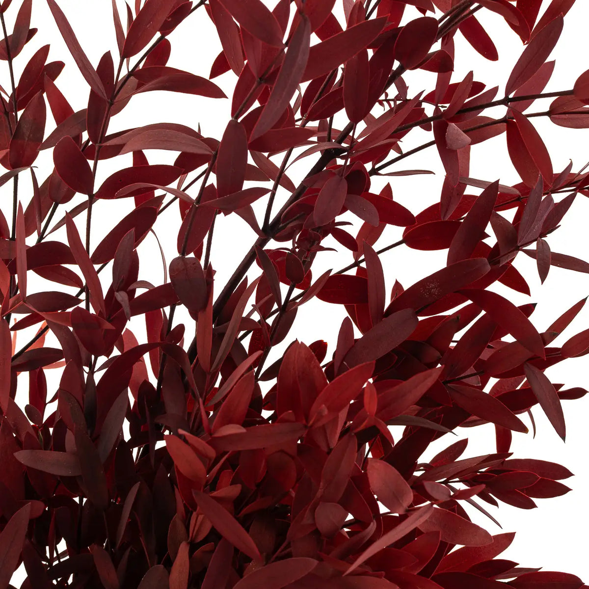 Eucalyptus Parvifolia Stabilisé Rouge