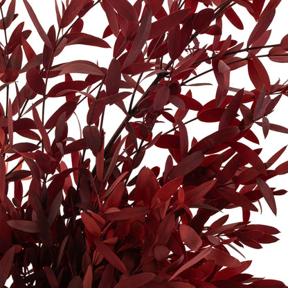 Eucalyptus Parvifolia Stabilisé Rouge
