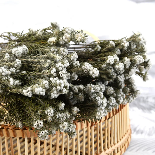 Coton Phylica Naturel Stabilisé