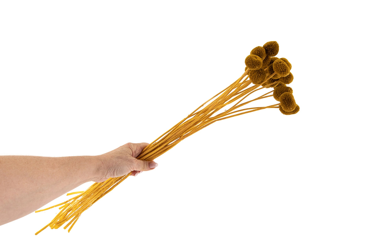 Craspedia Stabilisé Jaune Miel